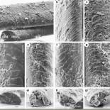 Descubren pelos humanos de hace 200 mil años