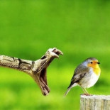 Cuando un animal esta a punto de morir y no lo sabe