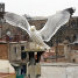 Las gaviotas atacan a vecinos y escolares en Barcelona