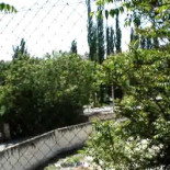 Tala indiscriminada de álamos centenarios en Perales de Tajuña (Madrid)