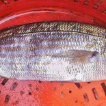 Encuentran en aguas inglesas un pez cuyo consumo puede causar alucinaciones