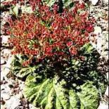 La planta que se riega a sí misma