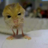 Jerbos egipcios, un animal más que raro