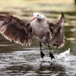 Mata una gaviota protegida que le robaba el helado y alega "defensa propia"