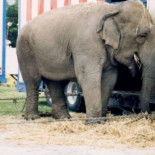 Grecia prohibirá circos con animales