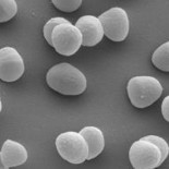 Hallan una bacteria capaz de eliminar la contaminación de metales pesados