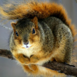 Simpáticas Ardillas (38 fotos)