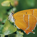 Localizan una mariposa vista por última vez hace 156 años
