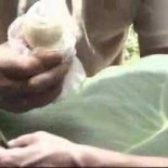 El impresionante efecto Flor de Loto