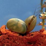 Un pequeño crustáceo es capaz de eyacular hasta diez veces su tamaño