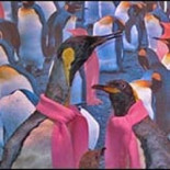 Todos los animales muestran tendencias homosexuales