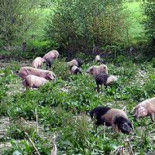 Galicia está a la búsqueda del porco celta de pata negra