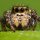 Arachneclass=