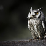 Impactantes imágenes de búhos