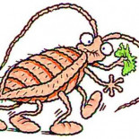 Incluso las cucarachas se están volviendo obesas por la comida basura