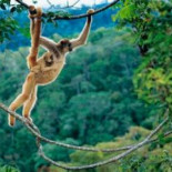 Mono pacífico se vuelve asesino cuando se le priva de sexo [Eng]