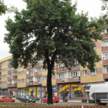 "¿Qué hacer con el roble que plantó Adolf Hitler" (ENG)