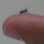 Crean robots capaces de reptar por nuestras venas (ING)