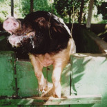 Borrachera en la piara (o de como Jane se hizo abstemia)