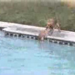 Perro salvando a otro perro