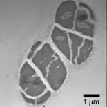 El microbio terrestre que podría vivir en Marte