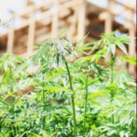 La mejor marihuana está en el Himalaya