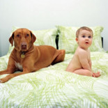 Los bebés pueden comprender el significado de los ladridos de los perros (eng)