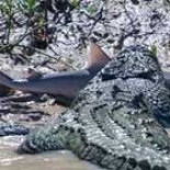 ¿Qué web tiene los comentadores más estúpidos de internet? [ENG]