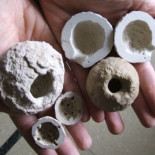 Bolas de estiércol del tamaño de una pelota de tenis eran ecosistemas completos hace 30 millones de años [ENG]