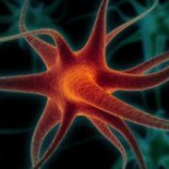 El cerebro aprende más de los éxitos que de los fracasos