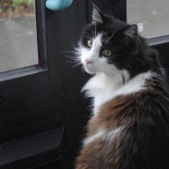 "Casper: el gato que viaja todos los días en el mismo autobús " (ENG)