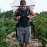 La crisis aumenta un 12,5% el número de españoles que van a la vendimia