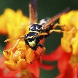 Un método casero para acabar con las avispas y encima hacer que vuelvan a por más