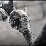 Paseo por el legado del pirómano