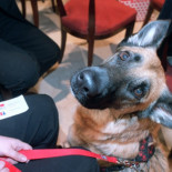 Prohibido animales en el ascensor
