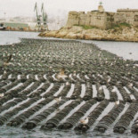 El extraño caso de las ratas, los gatos y las gaviotas