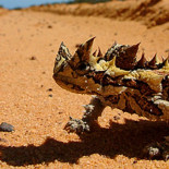 Demonio espinoso, el lagarto que nunca se agacha para beber