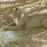 Aumenta la población de linces. Hay 150 ejemplares de lince en Andújar y Cardeña-Montoro