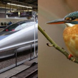 De como el martín pescador mejoró el tren bala