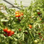 Los tomates ya no saben a nada