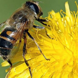 Réquiem por las abejas