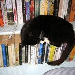 Un gato recibe diploma de graduación escolar como ejemplo para exponer estafas de diplomas por Internet