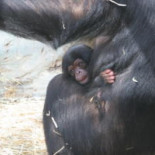 Los primates de las selvas africanas, en peligro