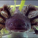 El ajolote, el anfibio que puede regenerar partes de su cerebro