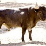 Carta de protesta contra el Toro de la Vega