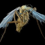 El parásito que sabía engañar