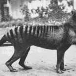 Fotos de animales extintos que posiblemente nunca hayas visto [ENG]
