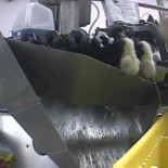 Los pollitos macho son triturados vivos por la industria del huevo (Eng)