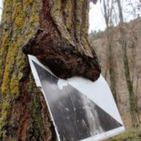 El alcalde de un pueblo madrileño impide una repoblación forestal