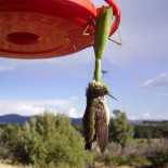 Mantis religiosa comiendo... un colibrí